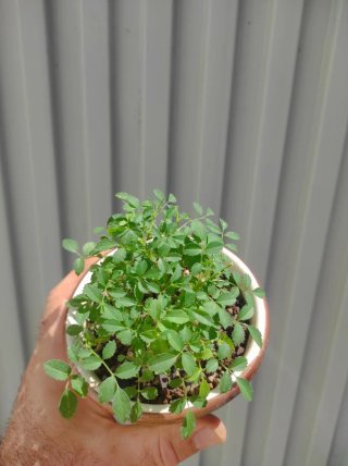 Mini rosal japonés