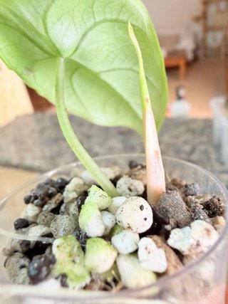 Alocasia Azlanii