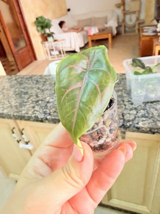 Alocasia Azlanii