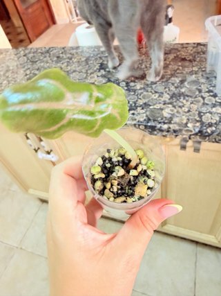 Alocasia Azlanii