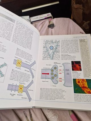 Livro:cerebro e sistema nervoso
