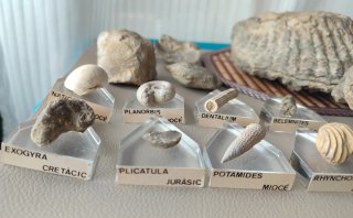 Colección auténtica de fósiles etiquetados