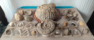 Colección auténtica de fósiles etiquetados