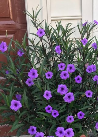 Ruellia Morada Flores Violetas