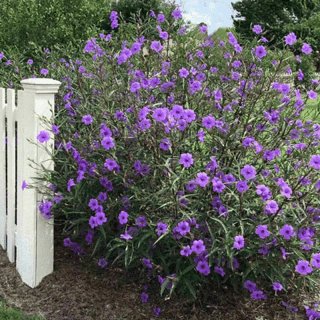 Ruellia Morada Flores Violetas