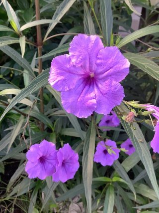 Ruellia Morada Flores Violetas