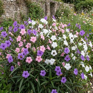 Ruellia Morada Flores Violetas