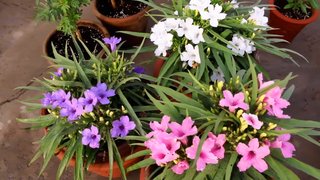 Ruellia Morada Flores Violetas