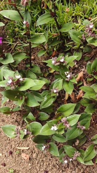 Talea Tradescantia