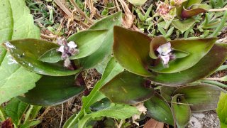 Talea Tradescantia