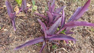 Talea Tradescantia