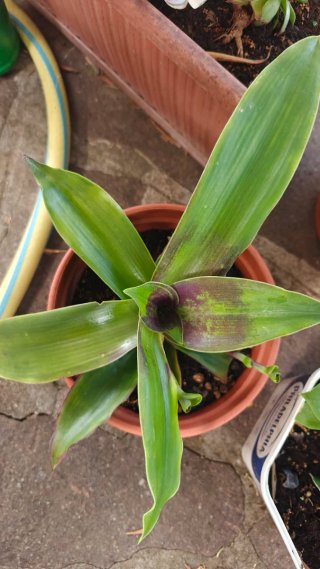 Talea Tradescantia