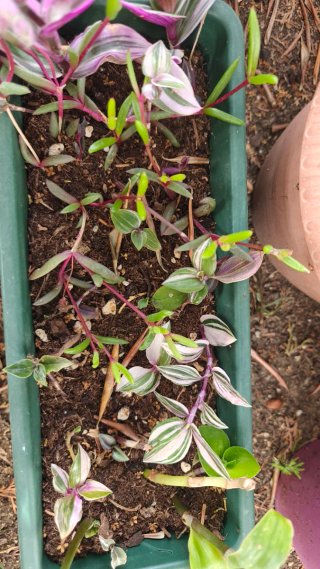 Talea Tradescantia