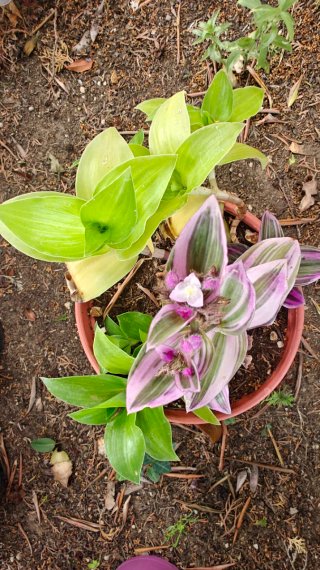 Talea Tradescantia