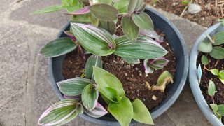 Talea Tradescantia