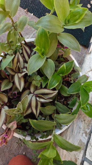 Tradescantia talee 2 parte