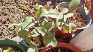 Tradescantia talee 2 parte