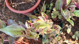 Tradescantia talee 2 parte