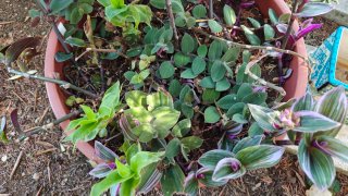 Tradescantia talee 2 parte