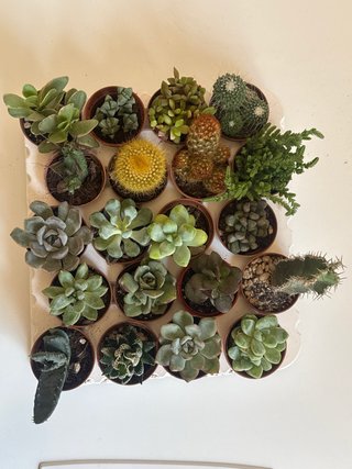 Mix piante grasse e cactus