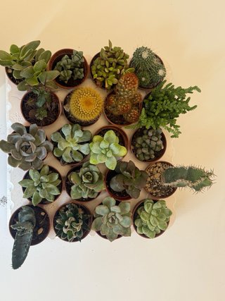 Mix piante grasse e cactus