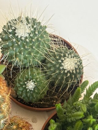 Mix piante grasse e cactus