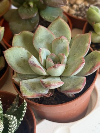 Mix piante grasse e cactus