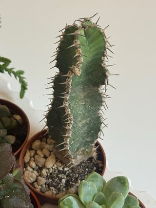 Mix piante grasse e cactus
