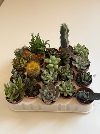 Mix piante grasse e cactus
