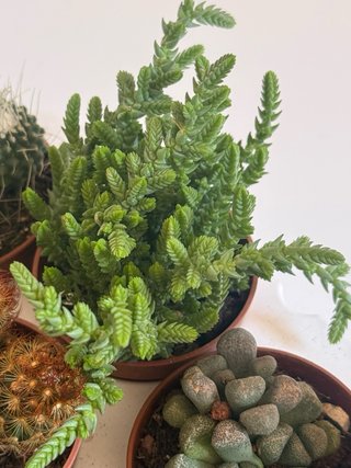 Mix piante grasse e cactus