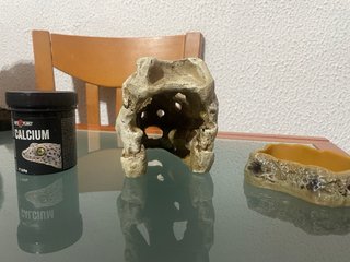 Calavera Rinoceronte y Comedero Terrario