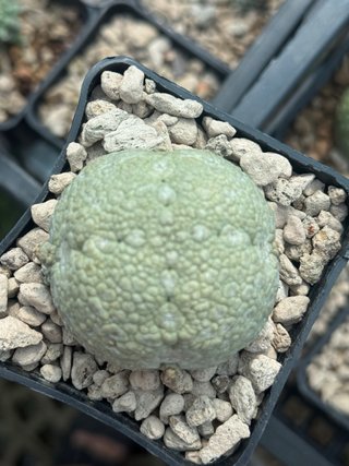 Pseudolithos Migiurtinus vaso 7,7 cm