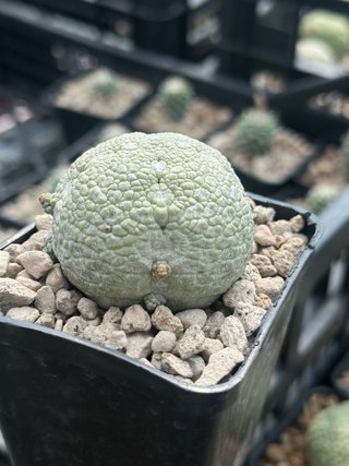 Pseudolithos Migiurtinus vaso 7,7 cm