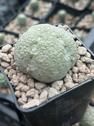 Pseudolithos Migiurtinus vaso 7,7 cm