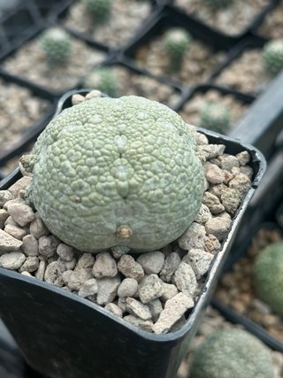 Pseudolithos Migiurtinus vaso 7,7 cm