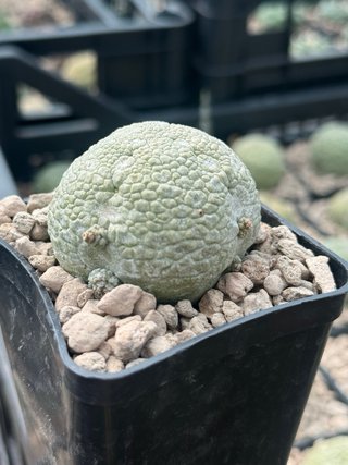 Pseudolithos Migiurtinus vaso 7,7 cm