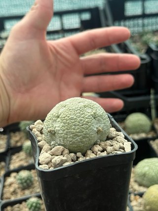 Pseudolithos Migiurtinus vaso 7,7 cm