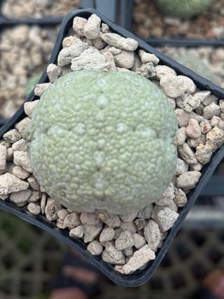 Pseudolithos Migiurtinus vaso 7,7 cm