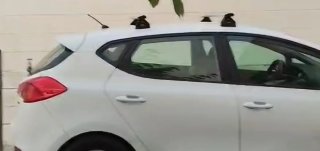 KIA Ceed 2013