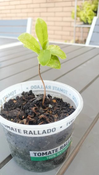 Plantón de Pitosporo