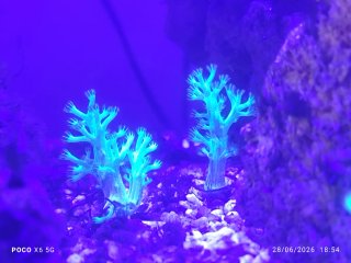 Decoración acuario marino coral artificial