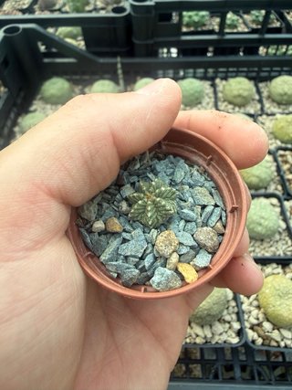 Aztekium rara pianta 1,5/2 cm vaso 5,5 cm