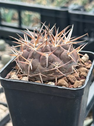 Gymnocalycium piltziorum vaso 7,5 cm