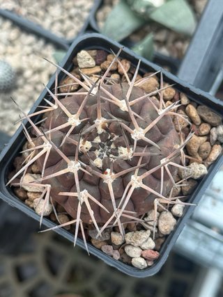Gymnocalycium piltziorum vaso 7,5 cm