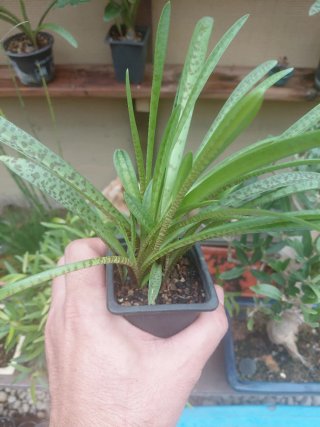 Bonsai plantas de acento