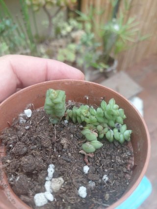 Bonsai plantas de acento