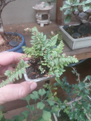 Bonsai plantas de acento