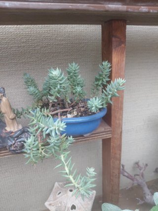 Bonsai plantas de acento
