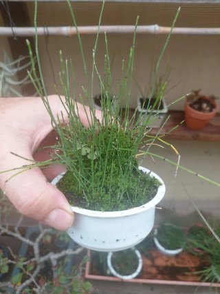 Bonsai plantas de acento
