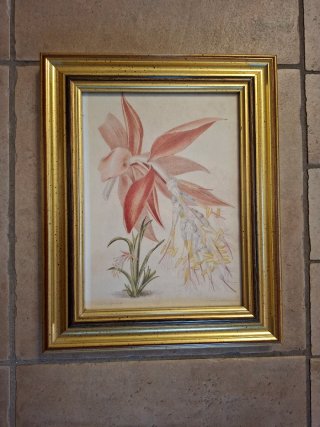 Coppia Stampe Botaniche Cornici Oro